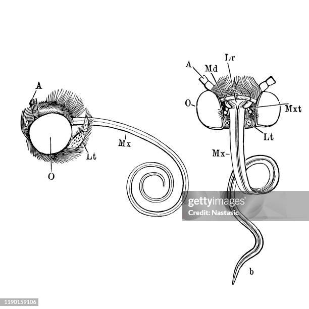 mundteile der schmetterlinge - wirbelloses tier stock-grafiken, -clipart, -cartoons und -symbole