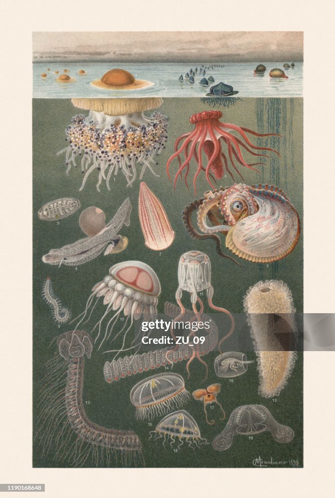 Marine fauna, chromolithograph, published in 1899