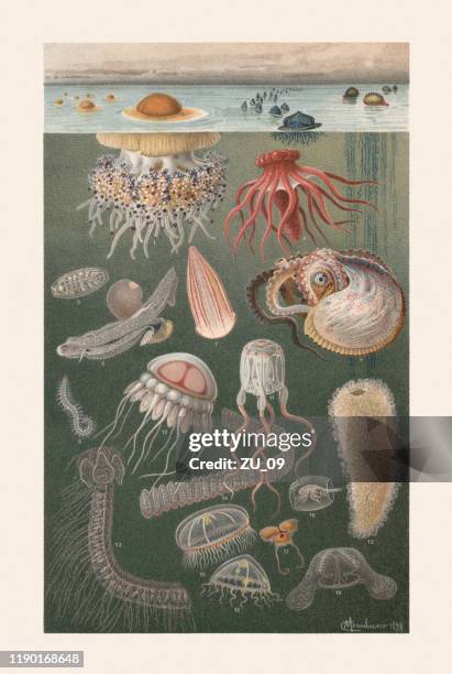 marine fauna, chromolithograph, published in 1899 - fried egg stock illustrations