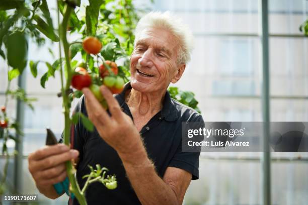 senior man picking tomatoes - clippers stockfoto's en -beelden