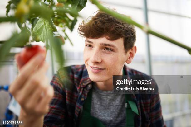 smiling man holding tomatoes in greenhouse - in den zwanzigern stock-fotos und bilder