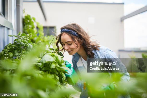 young woman smelling plants outside greenhouse - messa a fuoco differenziale foto e immagini stock