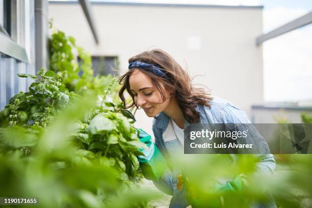 young woman smelling plants outside greenhouse - urban garden 個照片及圖片檔