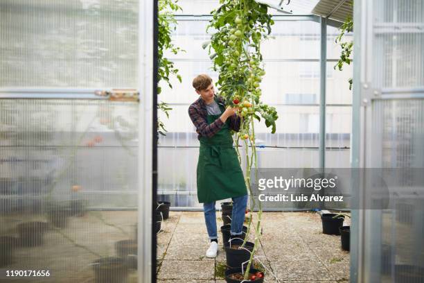 Young man looking at tomatoes in greenhouse