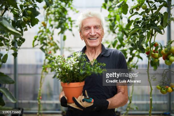 happy senior man with potted plant in greenhouse - freizeitaktivität stock-fotos und bilder