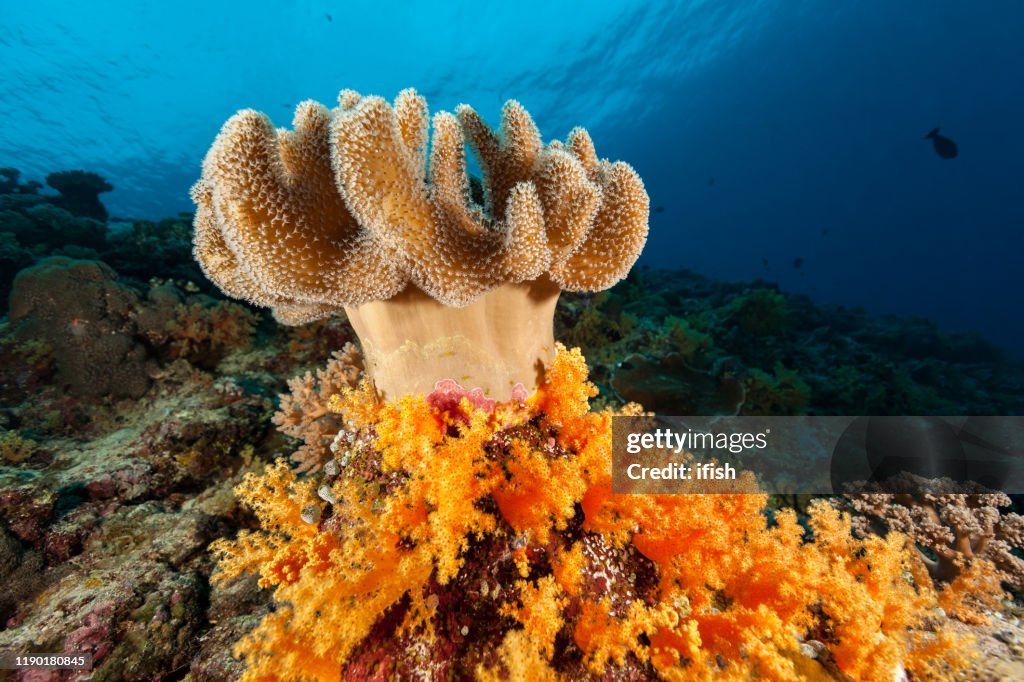 Beautiful Seascape with Leather coral Sarcophyton sp., Peleliu Island, Palau, Micronesia