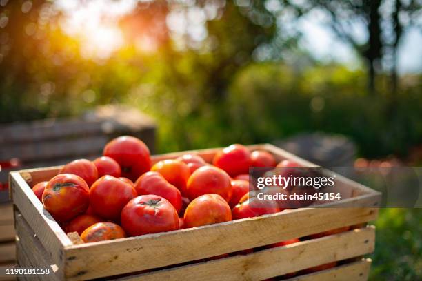 red tomatoes in the wood box under the sunlight in the morning show a freshness of fruit and vegetable in the tomato farm and beautiful bright green meadow. - campo di pomodori foto e immagini stock