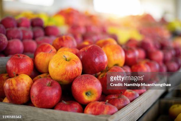 many piles of apple in the bucket located in the market which shows the freshness of apples. - fruit shop stock-fotos und bilder