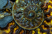 Closeup of an ammonite prehistoric fossil - detail