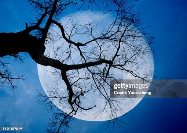 full moon between branches with blue sky in background - halloween scary stockfoto's en -beelden