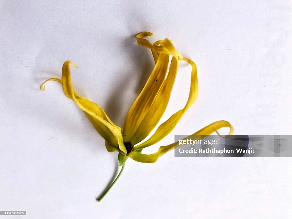 Ylang Ylang flower on white background.