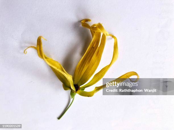 ylang ylang flower on white background. - ylang ylang isolated stock pictures, royalty-free photos & images