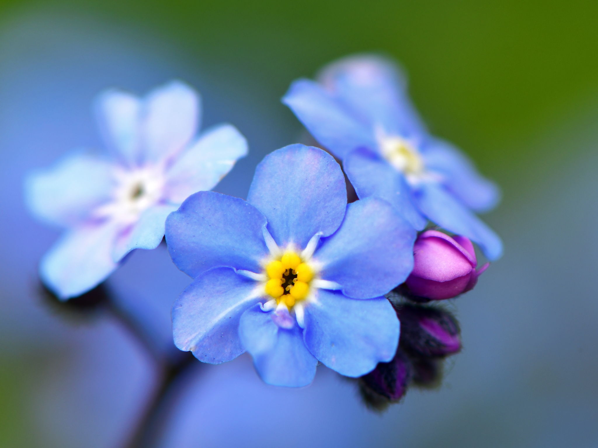 flower Myosotis sylvatica flower Myosotis sylvatica