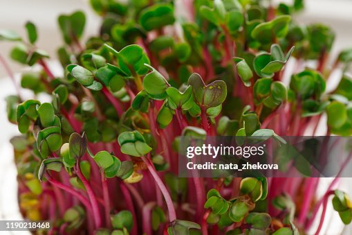 Close-up de microgreens rabanete - folhas verdes e caules roxos. Close-up de microgreens rabanete - folhas verdes e caules roxos.