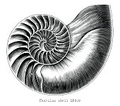 Antique engraving illustration of Nautilus shell hand draw black and white clip art isolated on white background