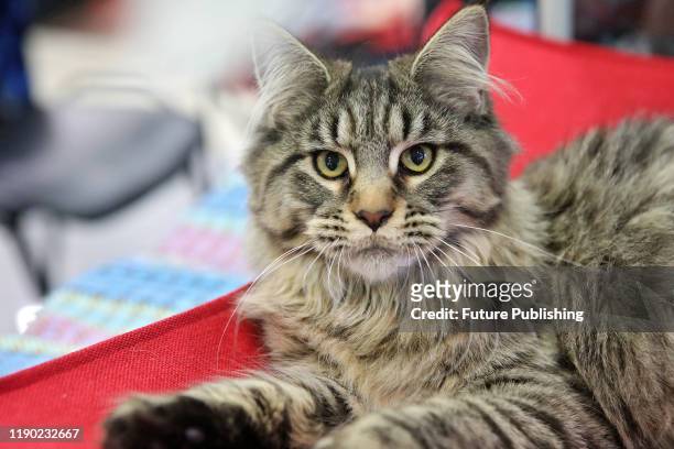 Lying cat is pictured during the pre-New Year Rolandus Union International Cat Show.- PHOTOGRAPH BY Ukrinform / Future Publishing