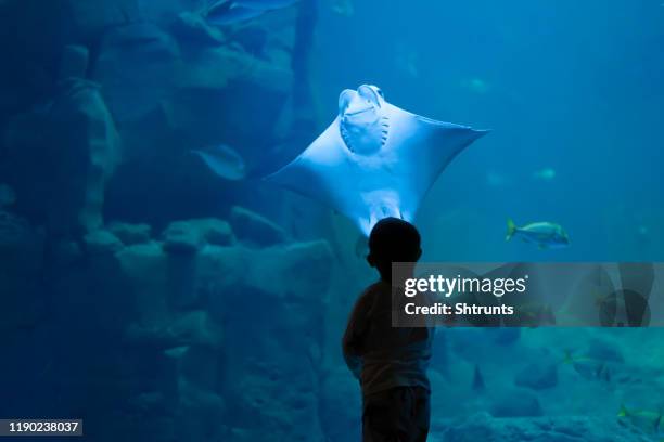 kleine jongen staat dicht bij aquarium en kijken naar lachende stingray - zoo stockfoto's en -beelden