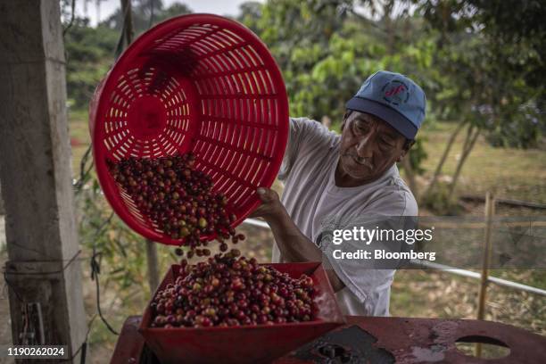 Worker pours coffee cherries into a pulping machine during a harvest in Santa Anita la Union, Quetzaltenango province, Guatemala, on Monday, Dec. 2,...