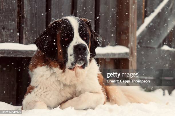 saint bernard outside laying in snow during winter - san bernardo foto e immagini stock