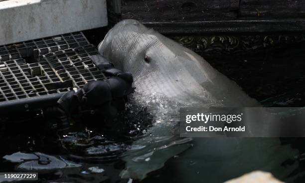 Pig the Dugong celebrates his 21st birthday with cake and lettuce during birthday celebrations at SEA LIFE Sydney Aquarium on November 27, 2019 in...