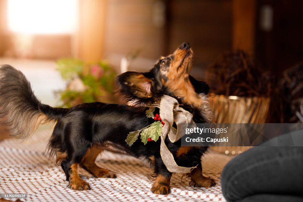 Hund trägt einen Weihnachtsbogen