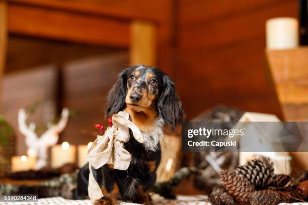 hund trägt einen weihnachtsbogen - dachshund christmas stock-fotos und bilder