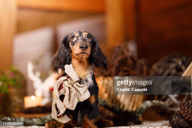 dog wearing a christmas bow - dachshund holiday stock pictures, royalty-free photos & images