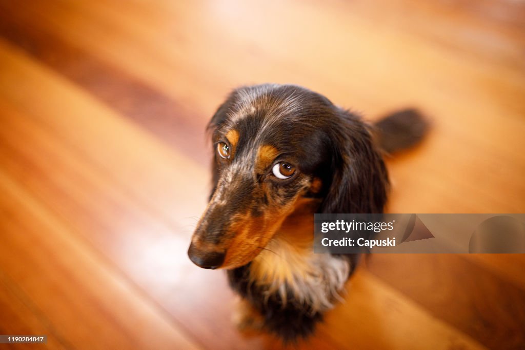 Crabot mignon avec le visage coupable