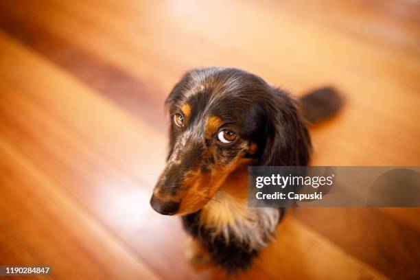 schattige hond met guilty face - schulden stockfoto's en -beelden