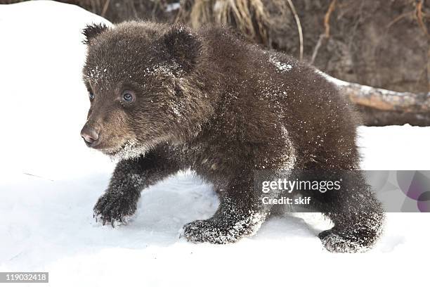 bébé ours brun - brown bear cub photos et images de collection