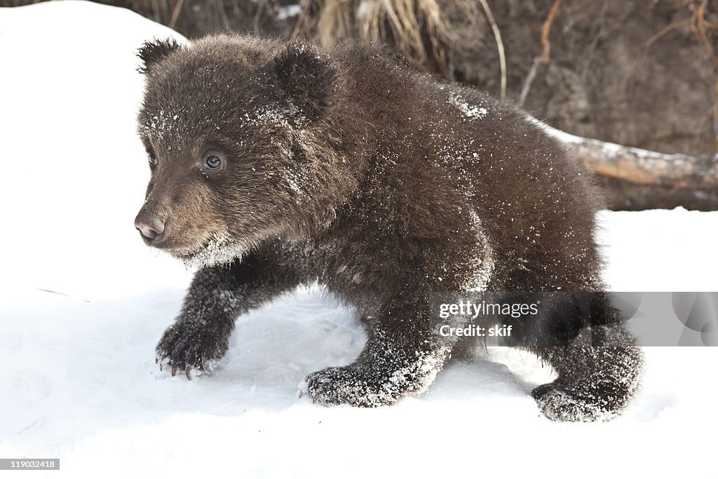 Baby brown bear