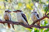 Laughing Kookaburra family(Dacelo novaeguineae)