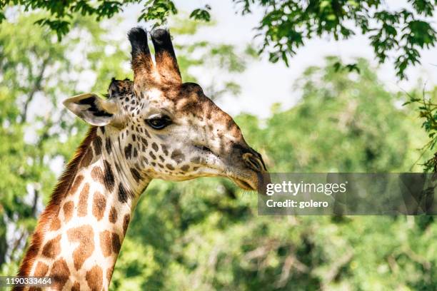 chef för giraff - luangwa national park bildbanksfoton och bilder