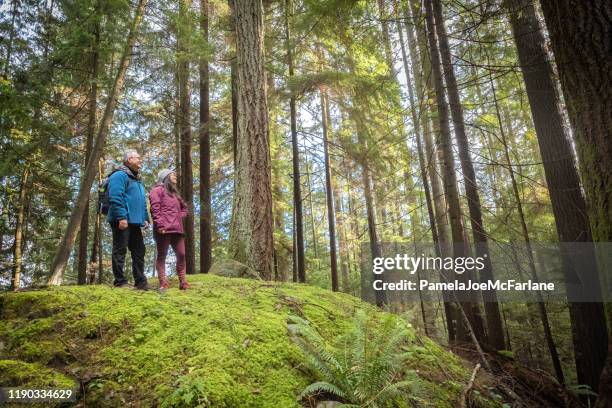 vader en euraziatische dochter wandelen over mossy hill in bos - vancouver canada stockfoto's en -beelden