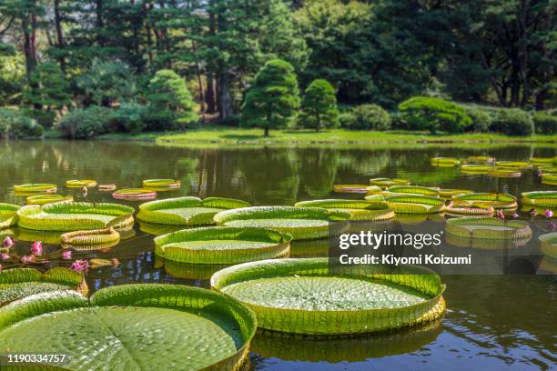 victoria amazonica with a coniferous forest at botanical gardens in tokyo japan. huge floating lotus,giant amazon water lily. - lelie stockfoto's en -beelden
