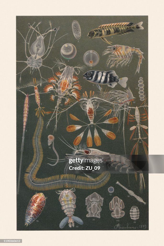 Marine fauna, chromolithograph, published in 1899