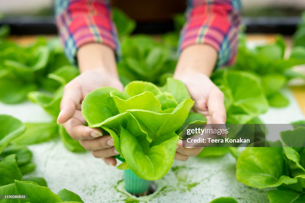 Close up hand farmer working in hydroponic vegetable farms