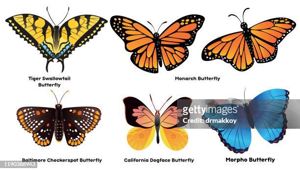 illustrations, cliparts, dessins animés et icônes de papillon - swallowtail butterfly