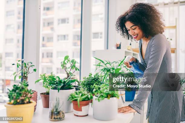 she's plant-savvy - watering plant stock pictures, royalty-free photos & images