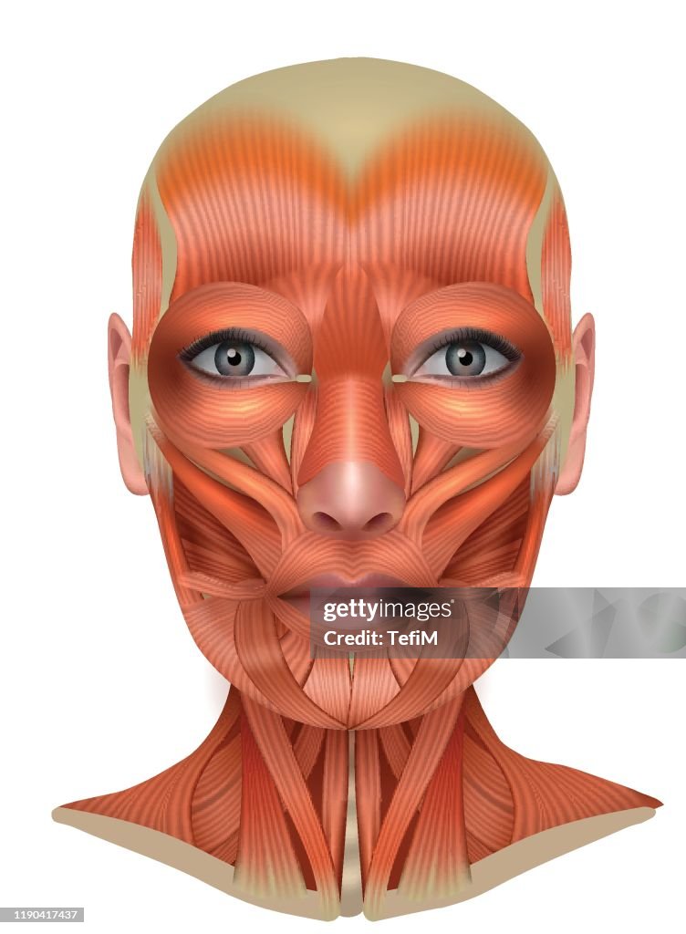 Muscles structure of the female face and neck