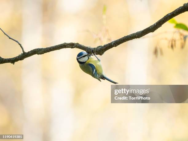 eurasian blue tit - bluetit stock pictures, royalty-free photos & images