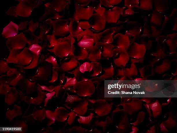 bed of fresh rose petals - rose petal fotografías e imágenes de stock