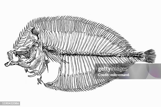 Antique Illustration Of Fish Skeleton High-Res Vector Graphic - Getty Images