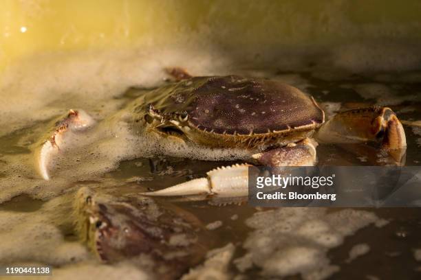 Dungeness crab sits in water after being offloaded from a boat on Pier 45 in San Francisco, California, U.S., on Monday, Dec. 23, 2019. The...