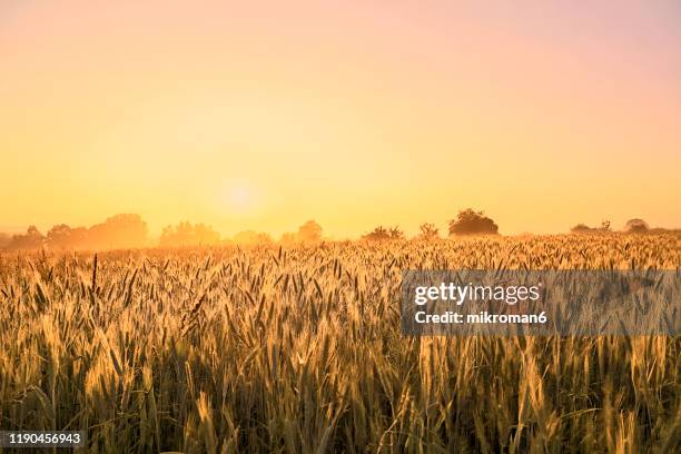 fields of grain in the light of the rising sun - sepia toned bildbanksfoton och bilder