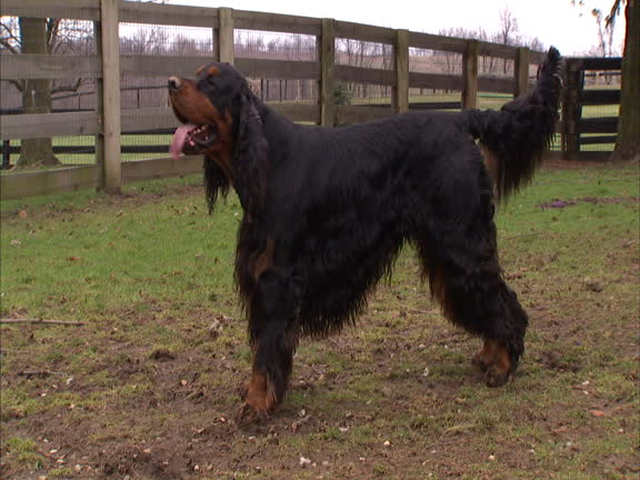 Gordon Setter Pants Gordon Setter Pants
