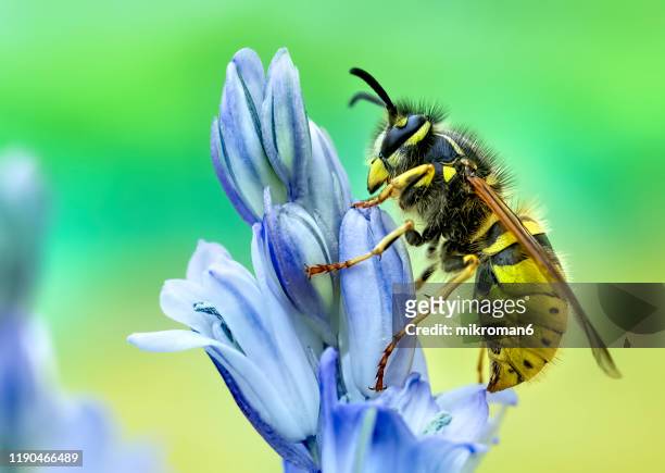 the european hornet, wasp insect - wasps ストックフォトと画像