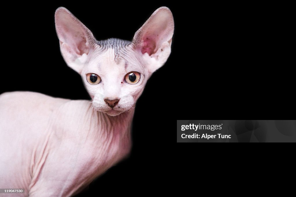 Sphynx kitten sweet cute hairless pet cat