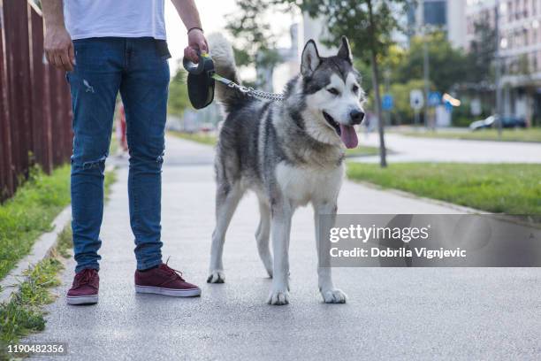 dog walking on his owner's side - siberian husky stock pictures, royalty-free photos & images