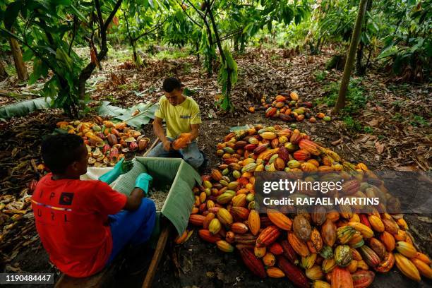 Brazilian farm workers Jose Carlos and Daniel Ferreira cut cocoa fruits at the Altamira farm in Itajuipe, Bahia state, Brazil, on December 13, 2019....